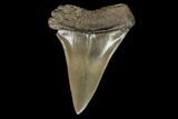 Fossil Mako Shark Tooth - Georgia #75010-1